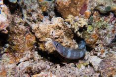 Hurghada - El Fanadir - North 1875623