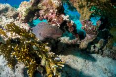 Hurghada - Erg Sabina 1875624