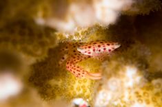 Hurghada - Voodoo shore dive 1875626