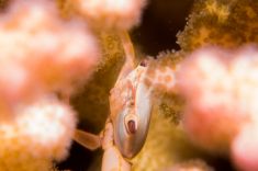 Hurghada - Voodoo shore dive 1875626