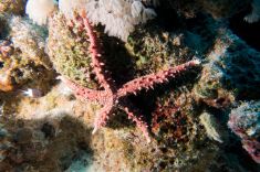 Hurghada - Abu Ramada South 1875628