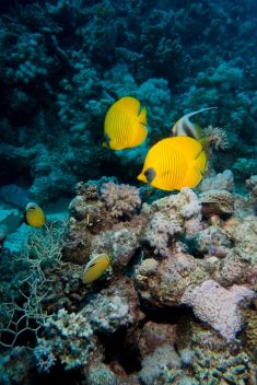 Hurghada - Abu Ramada South 1875628