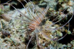 Hurghada - Gota Abu Ramada - East 1875629