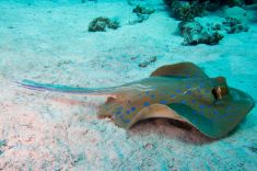 Hurghada - Gota Abu Ramada - East 1875629