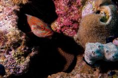 Hurghada - Gota Abu Ramada - East 1875629