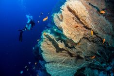 Hurghada - Small Giftun - Police Station 1875631