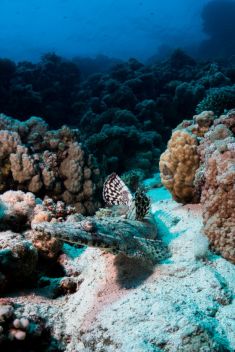 Hurghada - Small Giftun - Police Station 1875631