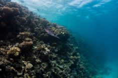 Hurghada - El Sachwa Lagoon 1875633