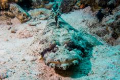 Hurghada - El Fanadir - North 1875634