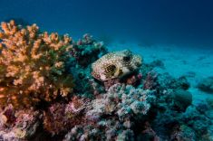 Hurghada - El Fanadir - North 1875634