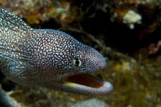 Hurghada - El Fanadir - North 1875634