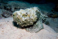 Hurghada - El Fanadir - North 1875634