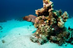 Hurghada - Banana Reef 1875635