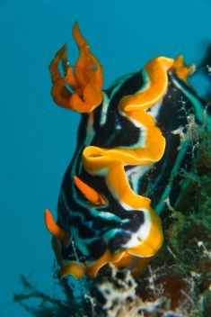 Hurghada - The Belina 1875637