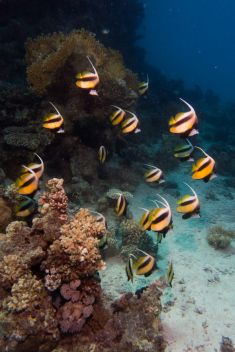 Hurghada - Torfa Ben El Gebel 1875638