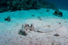 Hurghada - Abu Ramada Drift 1875639