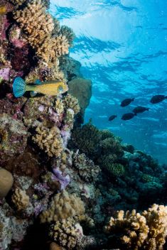 Hurghada - Abu Ramada Drift 1875639