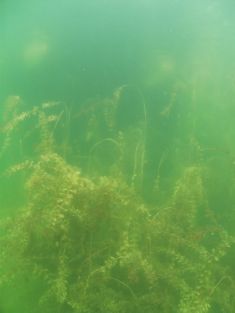 173234