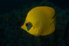 437039
