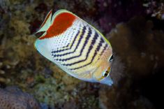 846263