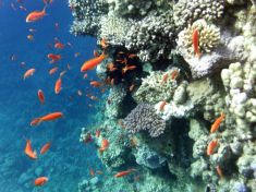295459