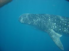 292561