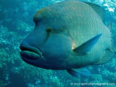 81440